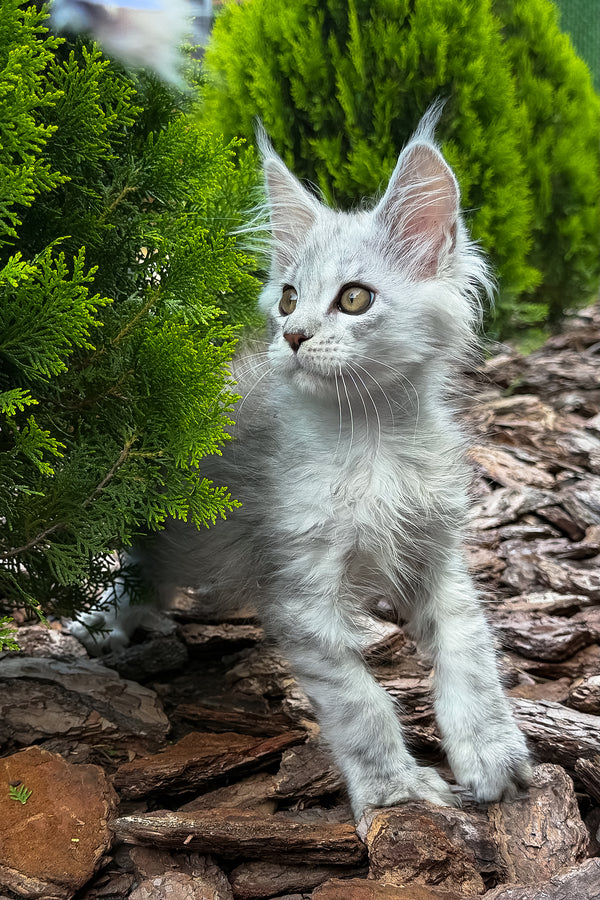 Massimon | Maine Coon Kitten