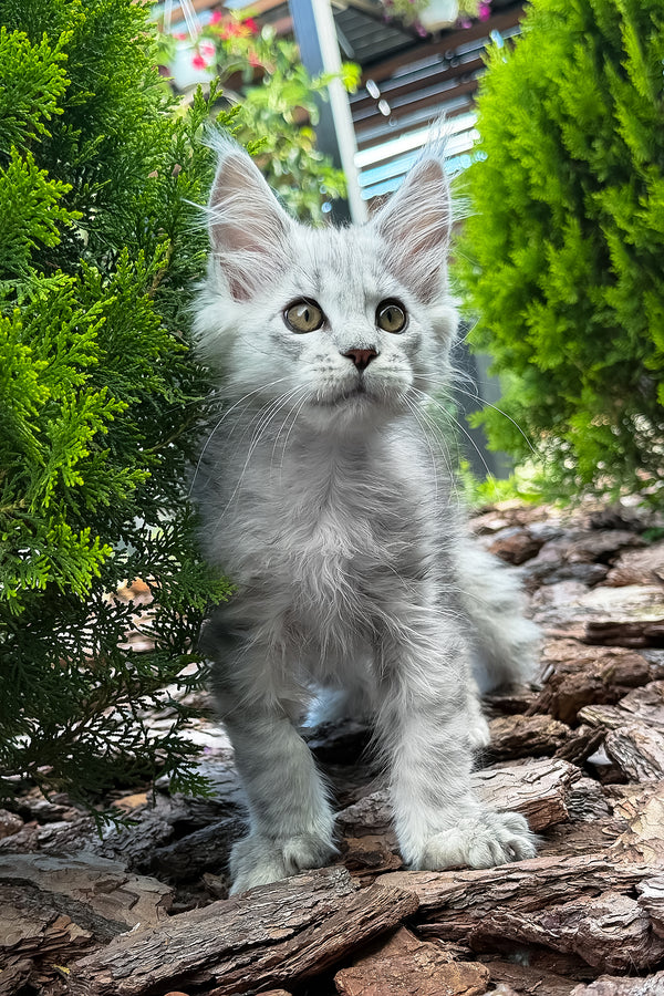 Massimon | Maine Coon Kitten