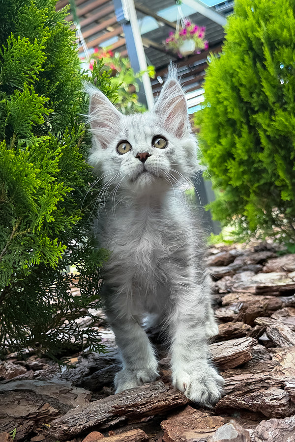 Massimon | Maine Coon Kitten