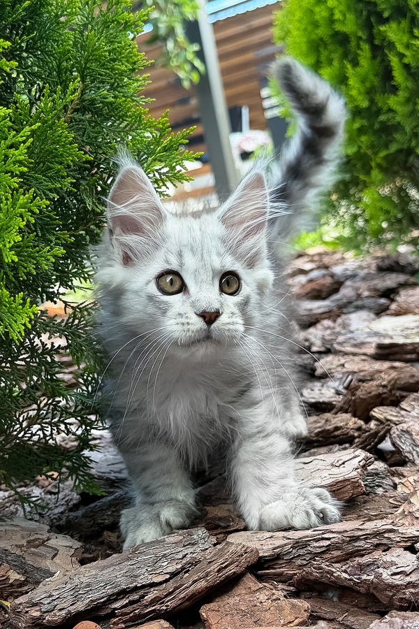Massimon | Maine Coon Kitten