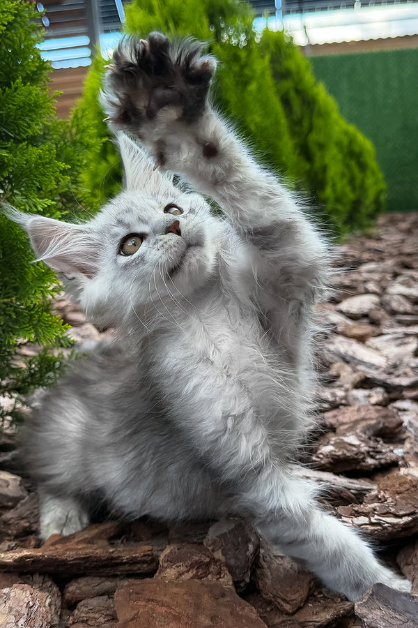 Massimon | Maine Coon Kitten