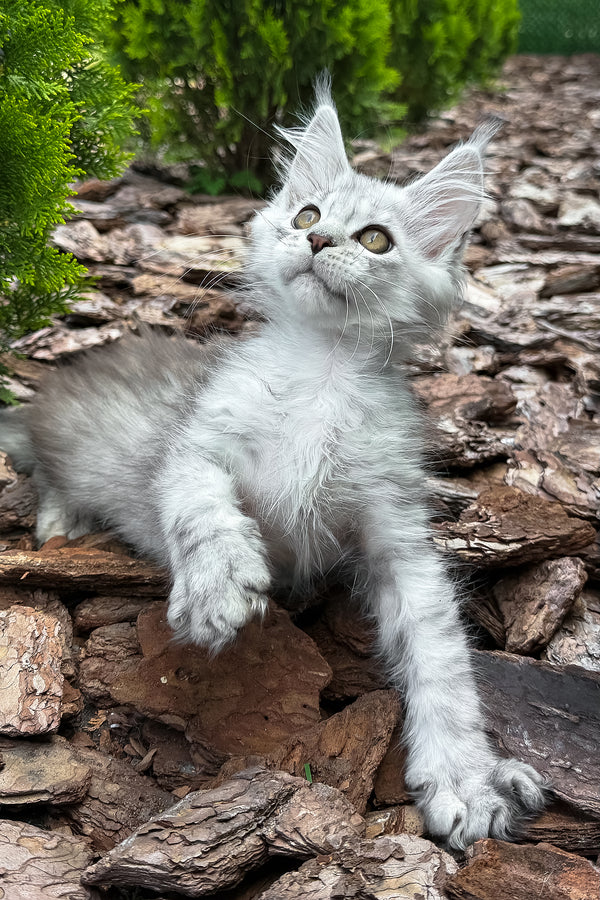 Massimon | Maine Coon Kitten