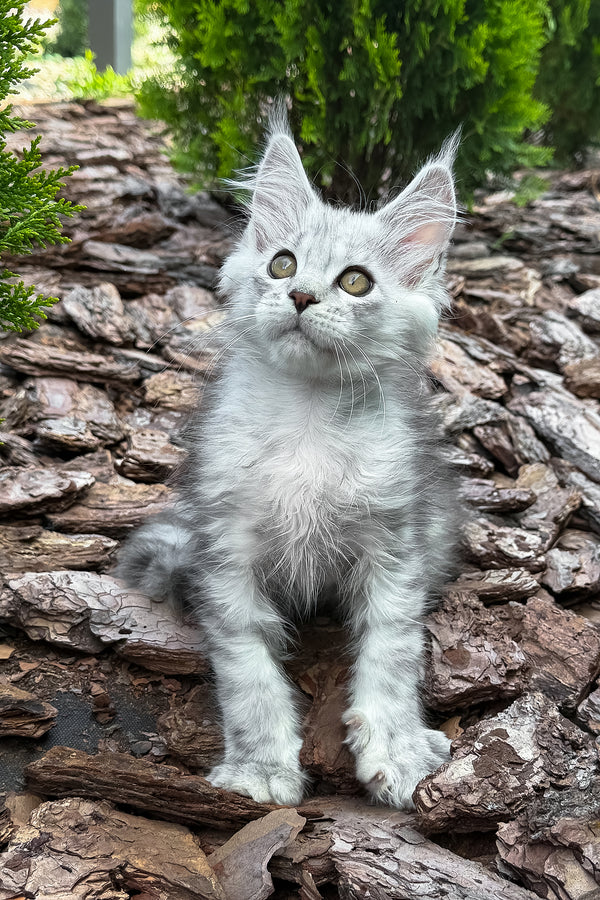 Massimon | Maine Coon Kitten