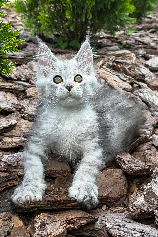 Massimon | Maine Coon Kitten