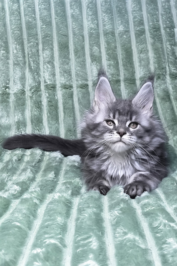 Masy | Maine Coon Kitten