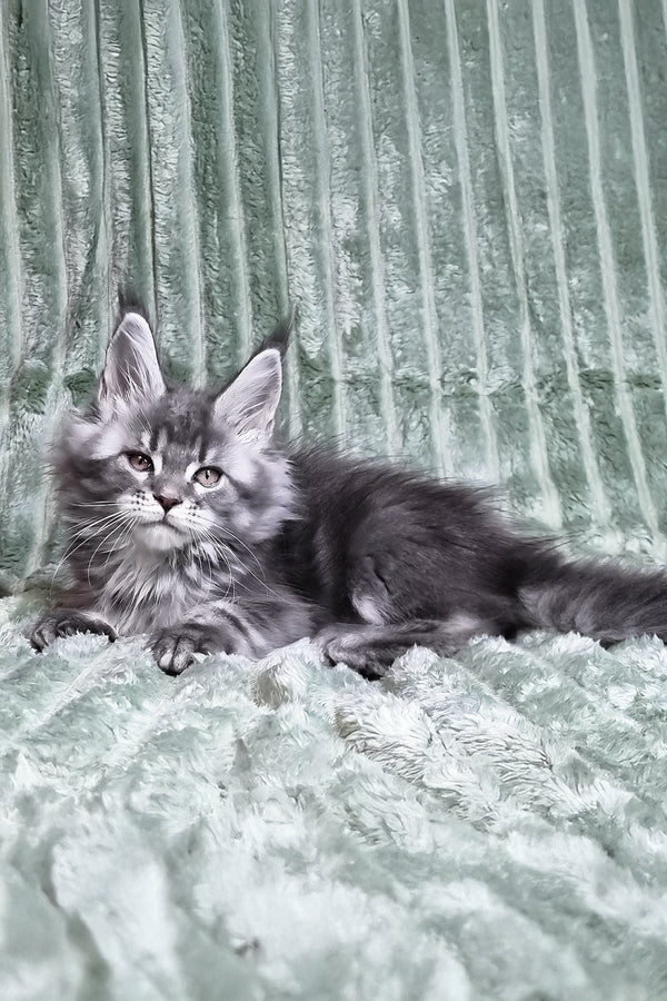 Masy | Maine Coon Kitten
