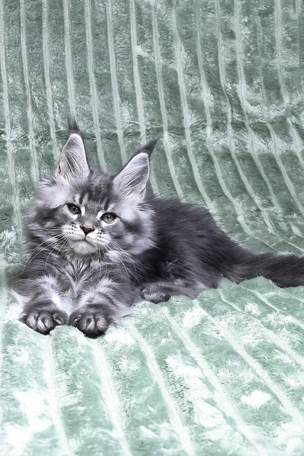Masy | Maine Coon Kitten