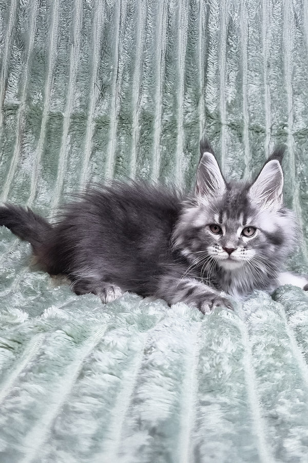Masy | Maine Coon Kitten