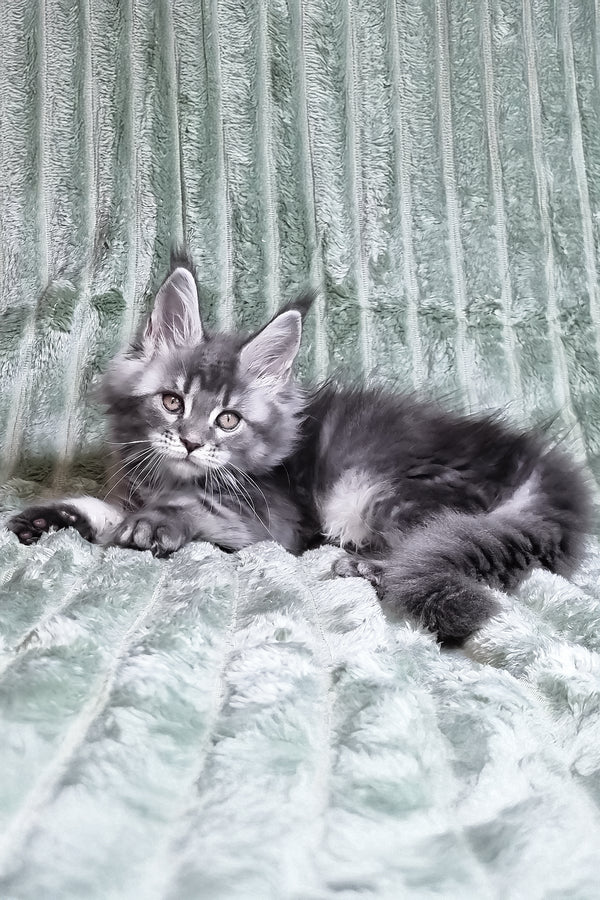 Masy | Maine Coon Kitten