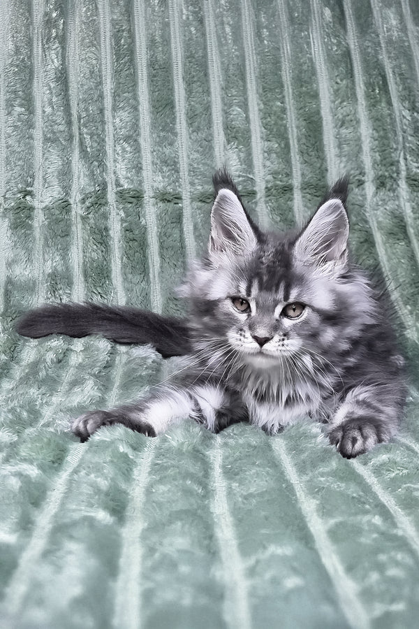 Masy | Maine Coon Kitten