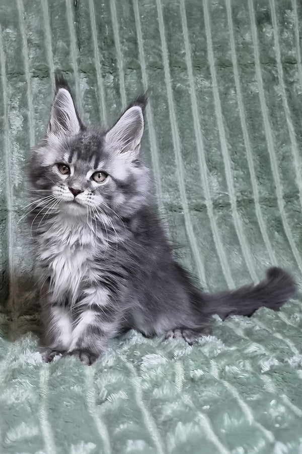 Masy | Maine Coon Kitten