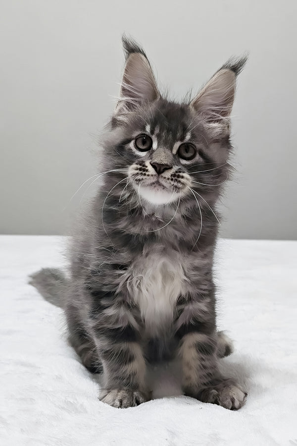 Maui | Maine Coon Kitten
