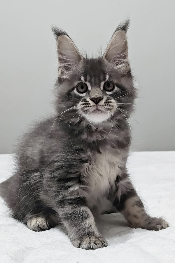 Maui | Maine Coon Kitten