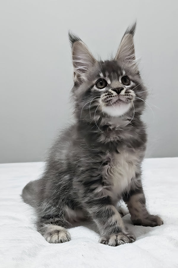 Maui | Maine Coon Kitten
