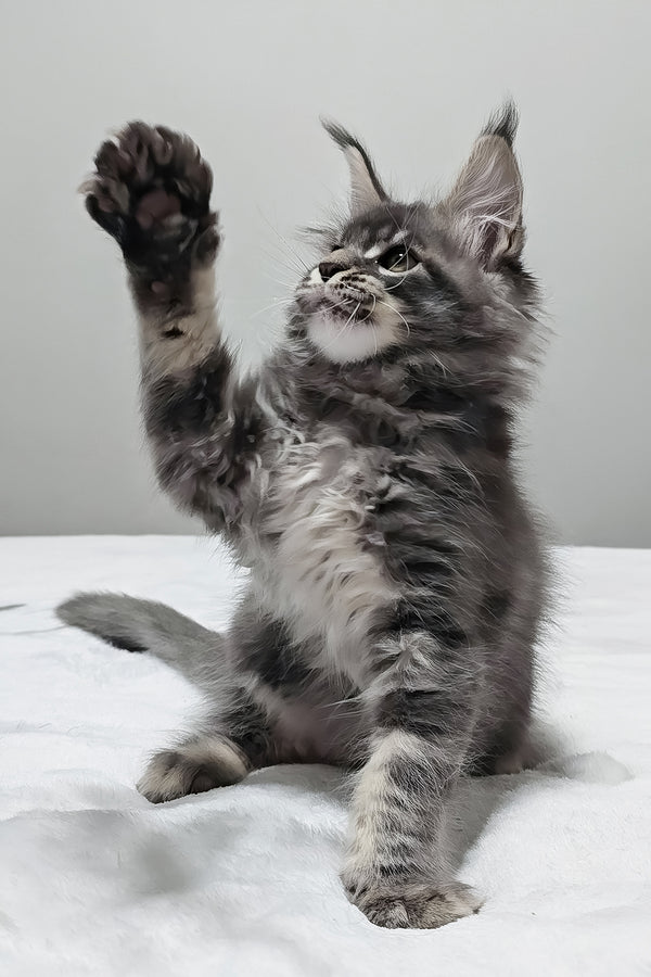 Maui | Maine Coon Kitten