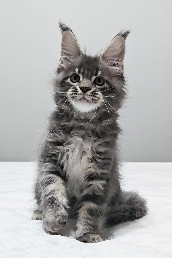 Maui | Maine Coon Kitten