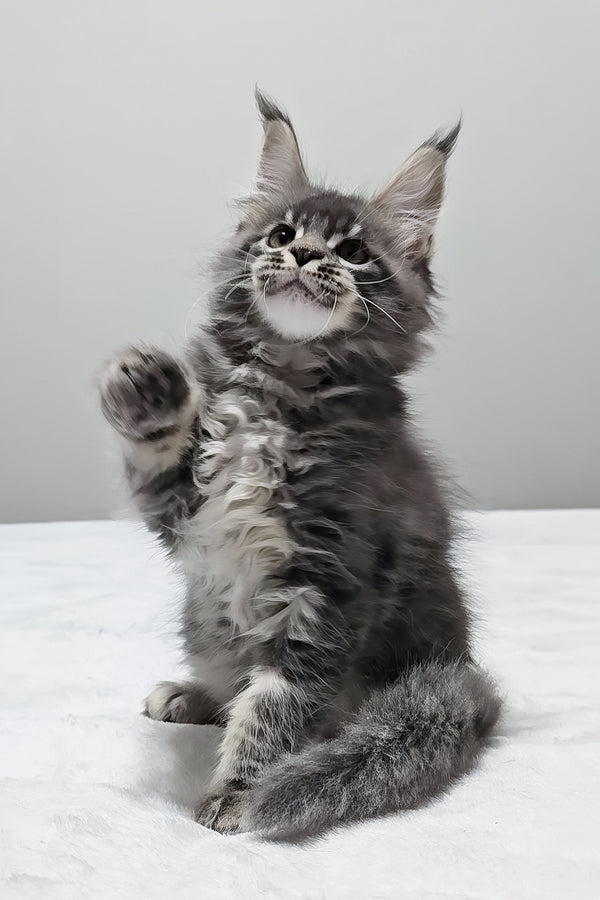 Maui | Maine Coon Kitten