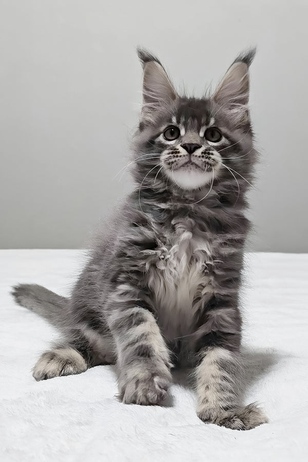 Maui | Maine Coon Kitten