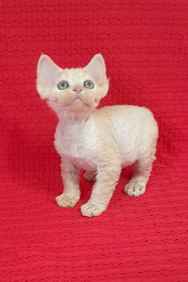 Maurice | Devon Rex Kitten