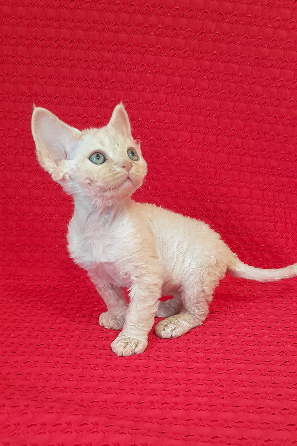 Maurice | Devon Rex Kitten