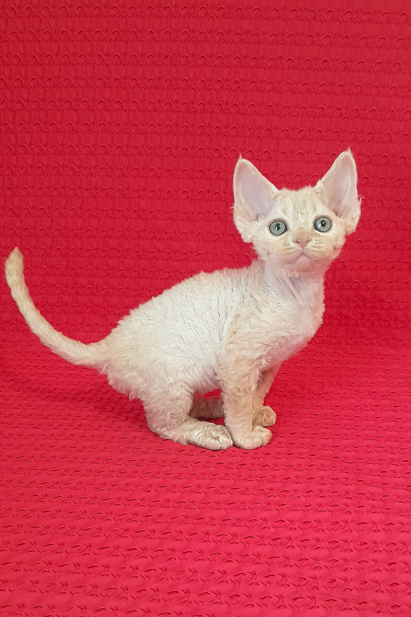 Maurice | Devon Rex Kitten