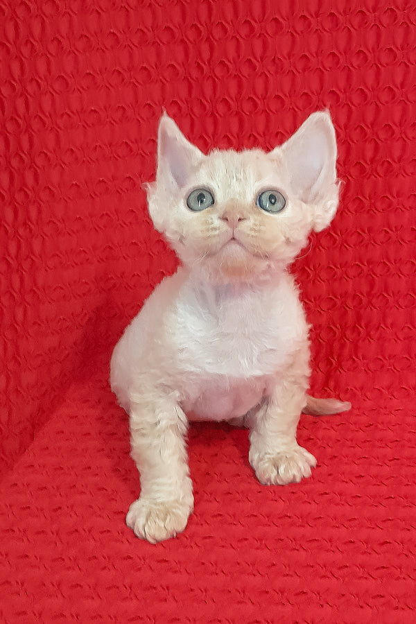 Maurice | Devon Rex Kitten