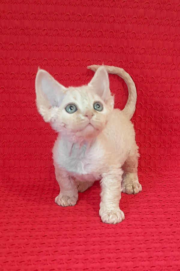 Maurice | Devon Rex Kitten
