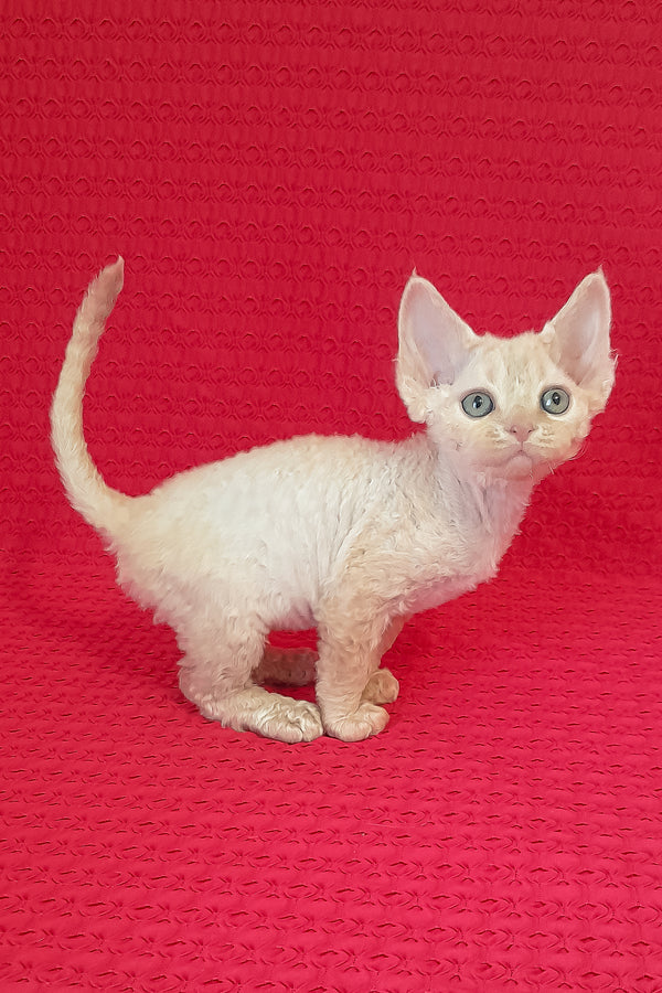 Maurice | Devon Rex Kitten