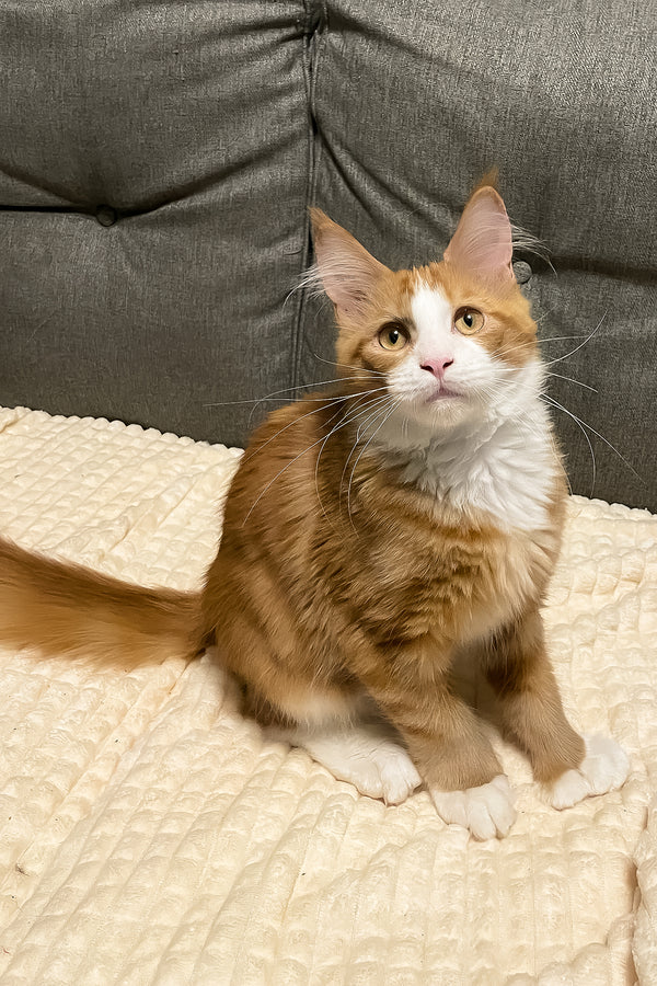 Max Jr. | Polydactyl Maine Coon Kitten