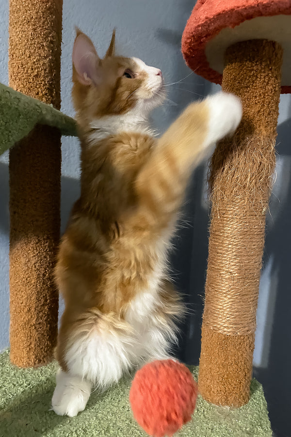 Max Jr. | Polydactyl Maine Coon Kitten