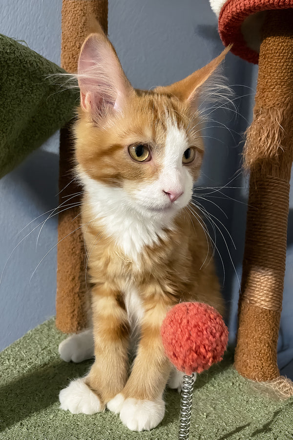 Max Jr. | Polydactyl Maine Coon Kitten