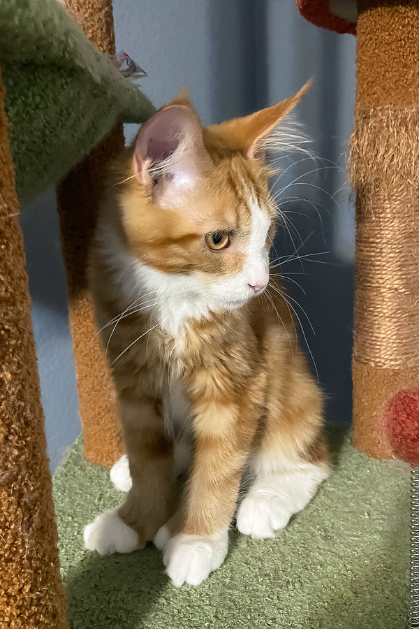 Max Jr. | Polydactyl Maine Coon Kitten