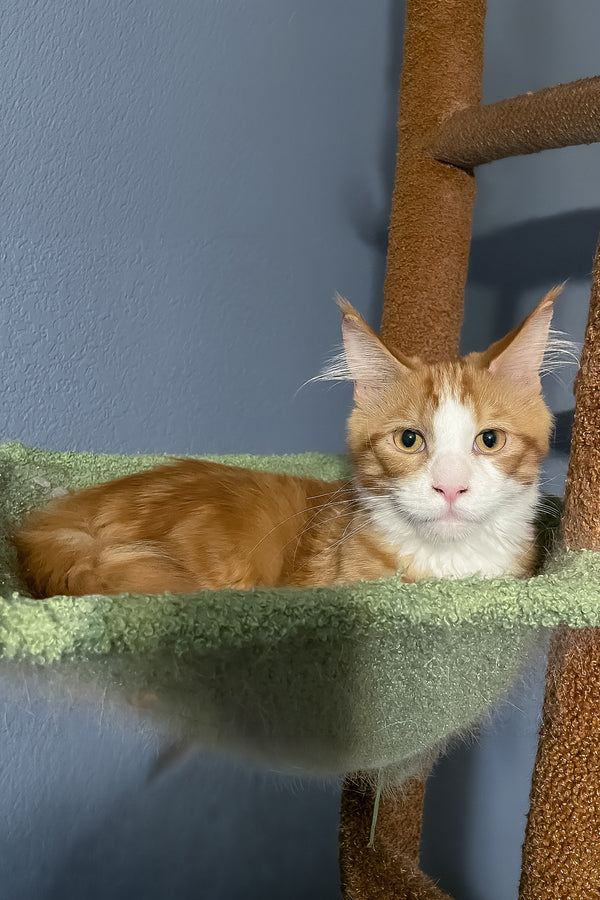 Max Jr. | Polydactyl Maine Coon Kitten