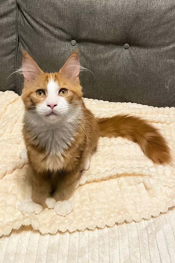 Max Jr. | Polydactyl Maine Coon Kitten