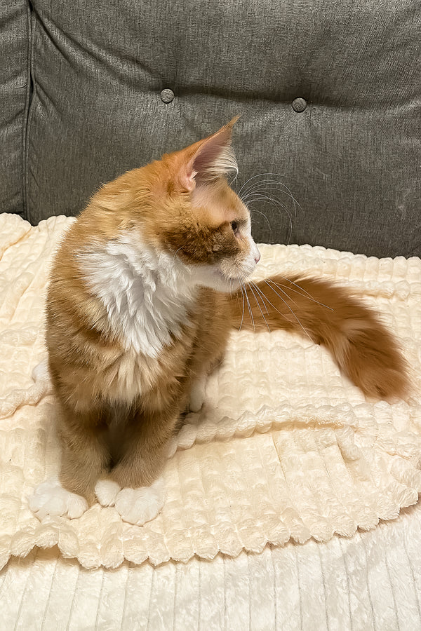 Max Jr. | Polydactyl Maine Coon Kitten