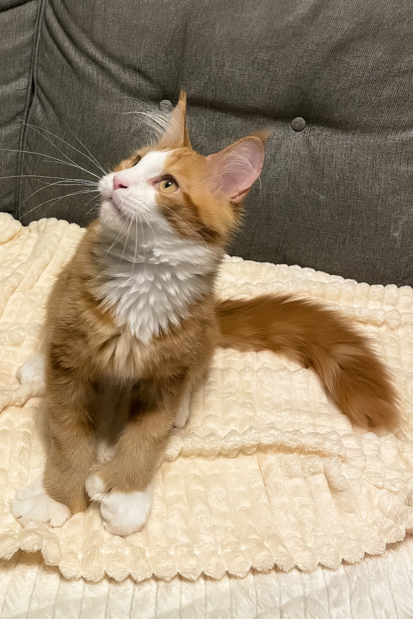 Max Jr. | Polydactyl Maine Coon Kitten