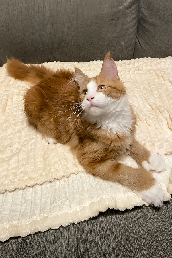 Max Jr. | Polydactyl Maine Coon Kitten
