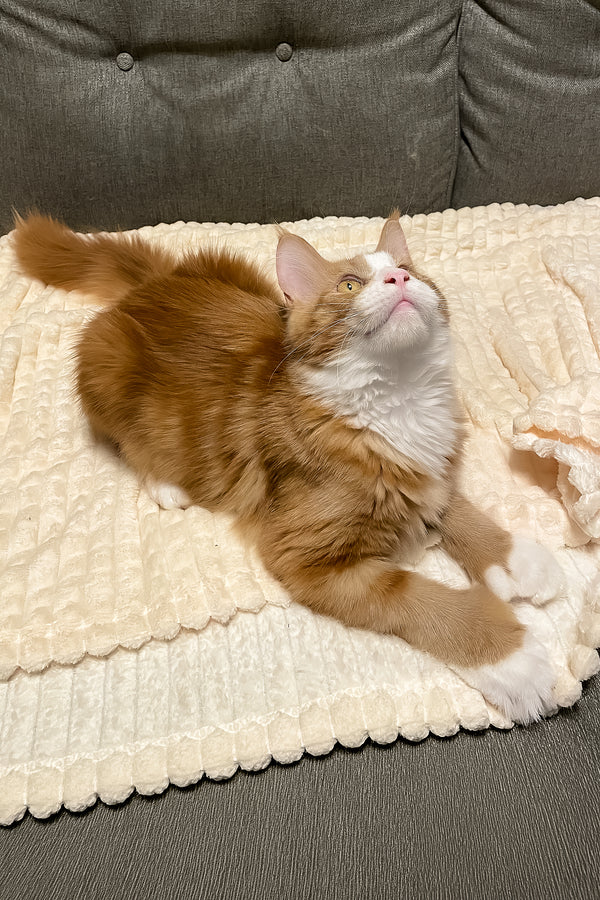 Max Jr. | Polydactyl Maine Coon Kitten