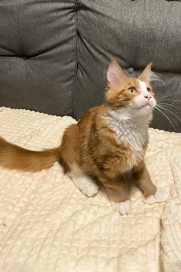 Max Jr. | Polydactyl Maine Coon Kitten