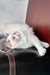 Max the Adorable Ragdoll Kitten with Blue Eyes