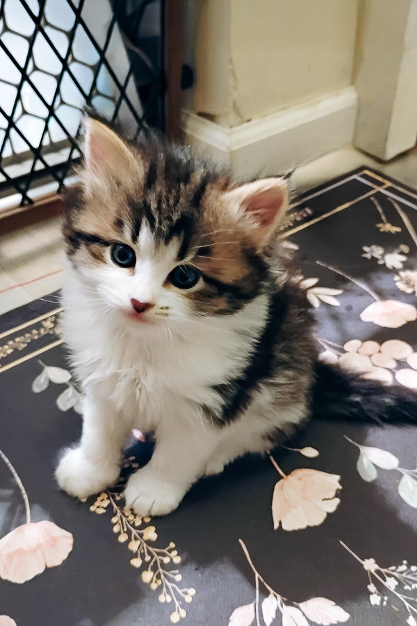 Max | Siberian Kitten