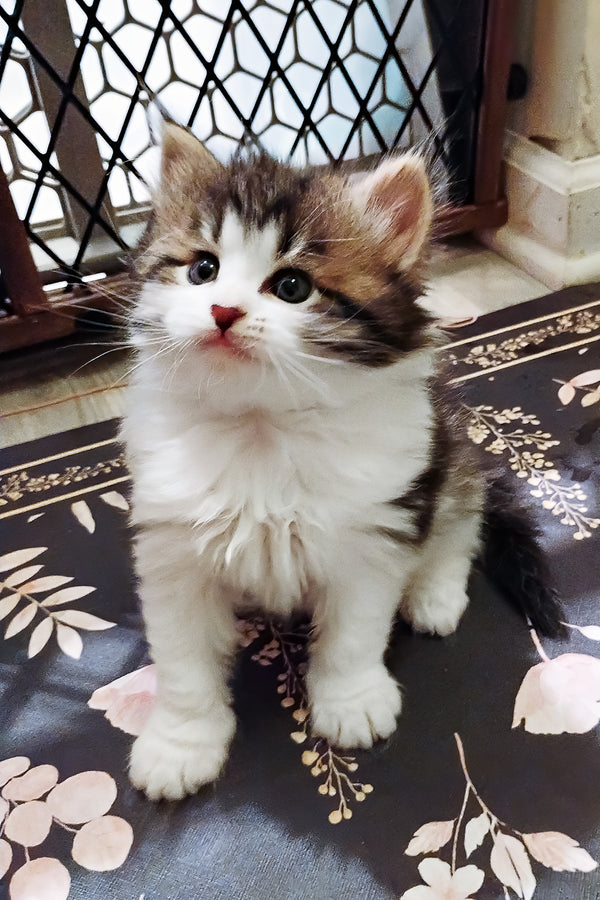 Max | Siberian Kitten