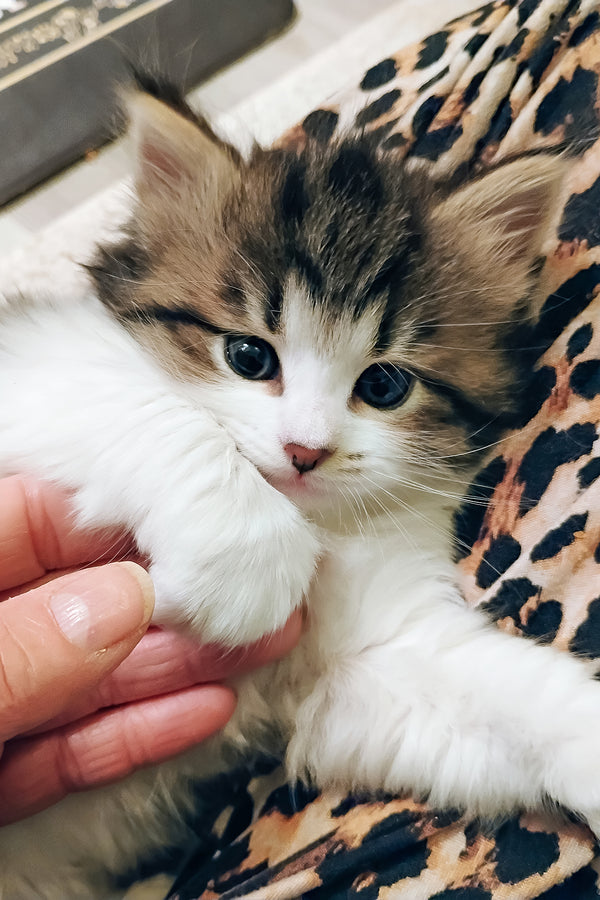 Max | Siberian Kitten