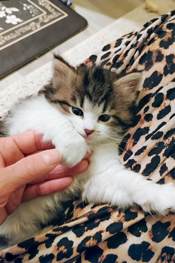 Max | Siberian Kitten