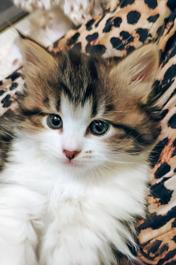 Max | Siberian Kitten
