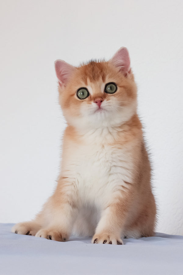 Maks | British Shorthair Kitten