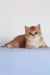 Maks | British Shorthair Kitten