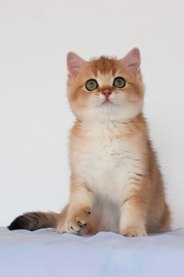 Maks | British Shorthair Kitten