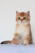 Maks | British Shorthair Kitten
