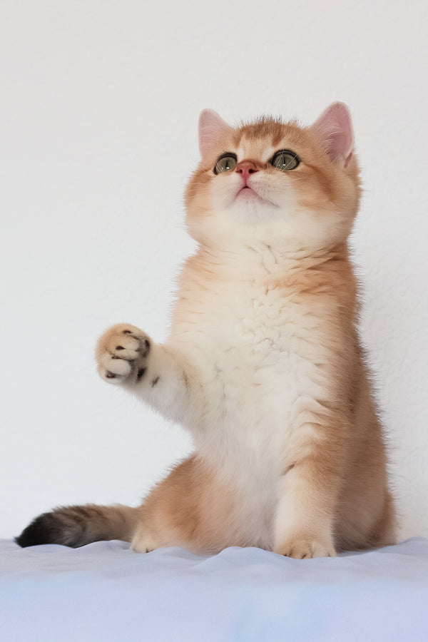 Maks | British Shorthair Kitten